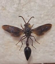 Eumeninae imenotteri vespidae. usato  Trento