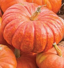 Semi zucca cenerentola usato  Cagliari