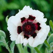 Sementes de flores de papoula casamento real oriental papoula flor perene jardim papoula comprar usado  Enviando para Brazil
