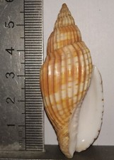 Collection coquillage lyria d'occasion  Champigny-sur-Marne