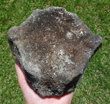 Big fossil whale for sale  USA