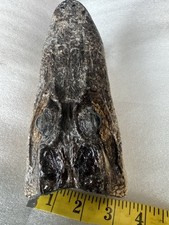 Real alligator head for sale  Chicago