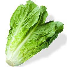 Romaine lettuce seeds for sale  WARRINGTON