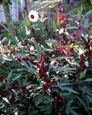 Roselle seeds gongura for sale  Philadelphia