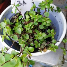 Kriechendes schönpolster call gebraucht kaufen  Bückeburg