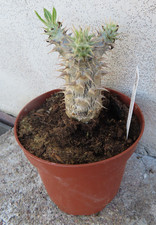 Pachypodium densiflorum 5 gebraucht kaufen  Rudolstadt