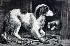 Beard dog crated for sale  Brooklyn