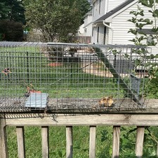 Havahart large live for sale  Sayreville