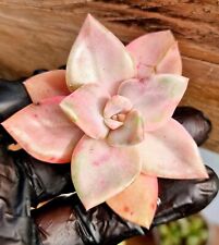 Graptoveria bainesii variegate for sale  MEXBOROUGH