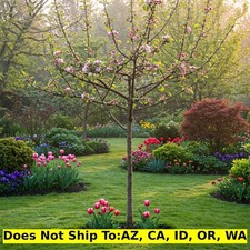 Pink lady apple for sale  Fort Mill