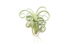Curly slim tillandsia for sale  Saint Augustine