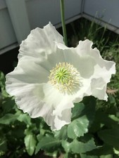 Izmir afghan white for sale  Shipping to Ireland
