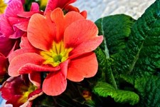 Usado, Impressão fotográfica rosa prímula flores primavera primula vulgar comprar usado  Enviando para Brazil