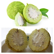 Seeds hedge apple for sale  USA