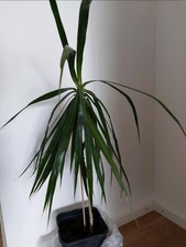 Drachenbaum dracaena pflanze gebraucht kaufen  Deutschland