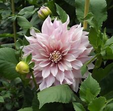 Ausverkauf dahlien dahlia gebraucht kaufen  Erfurt