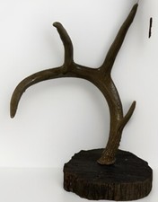 Genuine real whitetail for sale  Abilene