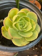 Aeonium arboreum tree for sale  Topanga