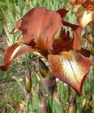 Iris kent pride for sale  COLCHESTER