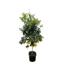 Zitronenbaum zitrusfrucht zitr gebraucht kaufen  Düsseldorf