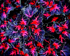 Coleus black dragon for sale  Marietta