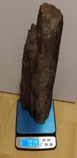 Großes stück versteinertes gebraucht kaufen  Leipzig