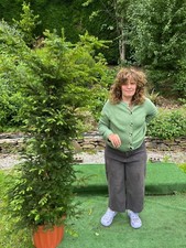 Extra large yew for sale  MACCLESFIELD