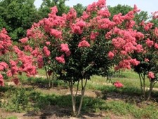 Pink velour crape for sale  Pelzer