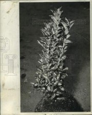 1962 press photo for sale  Memphis
