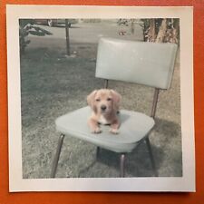 Adorable puppy chair for sale  Arlington