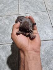 Cuccioli cani pinscher usato  Villarosa