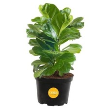 Live indoor ficus for sale  Miami