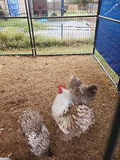 Rare chocolate silver for sale  Apache
