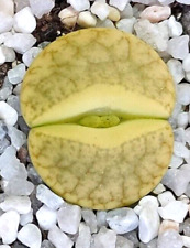 Lithops seeds gracilidelineata for sale  NEWRY