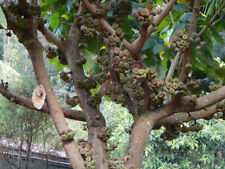 Elephant ear fig for sale  Wadsworth