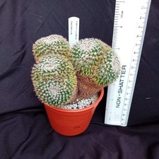 Rare choice mammillaria for sale  DORCHESTER