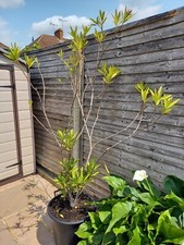Nerium oleander shades for sale  FELTHAM