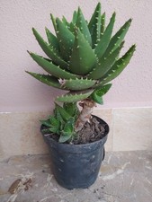 Aloe brevifolia cactus usato  San Filippo del Mela