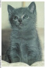 Ashp6 0372 chat d'occasion  France