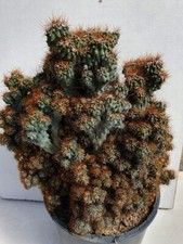 Cereus peruvianus monstruosus d'occasion  Mèze