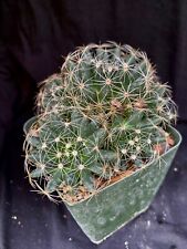 Mammillaria sphaerica cactus for sale  Palm City