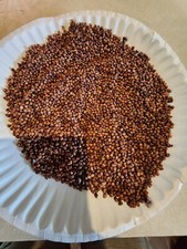 Sweet sugar drip for sale  Rogersville
