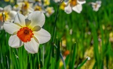 Bunte narzisse sterglocke gebraucht kaufen  Kaiserslautern