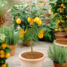 Lemon grafted patio for sale  SOUTHAMPTON