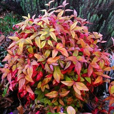 Nandina domestica woods for sale  HORSHAM