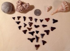 Ocean bounty shark for sale  Polk City