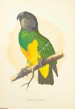 Print parrots captivity for sale  SHREWSBURY