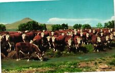 1966 whiteface cattle for sale  Currituck
