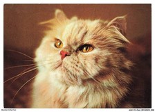 chat persan caractere d'occasion chat persan caractere d'occasion Expédié en Belgium