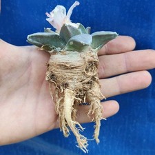 Ariocarpus retusus 1577 usato  Tramonti